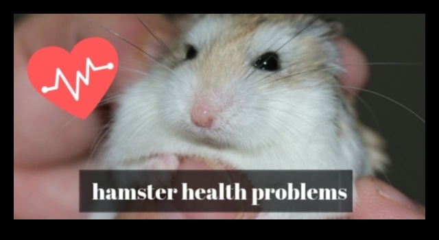 Hamster Davranış Çözümleri: Yaygın Sorunların Giderilmesi