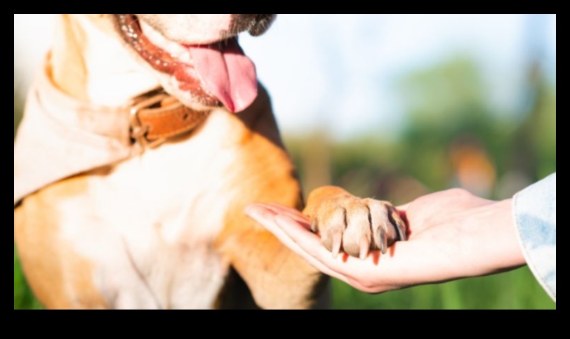 Köpek Arkadaşlığı: Köpeğinizle Güçlü Bir Bağ Kurmak