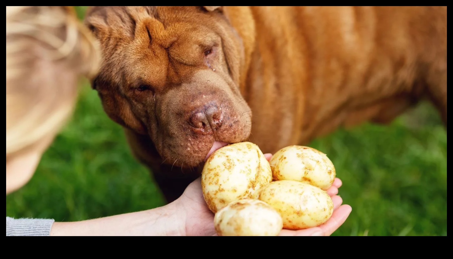 Köpeklerle Yemek: Köpek Sağlığı İçin Beslenme İçgörüleri