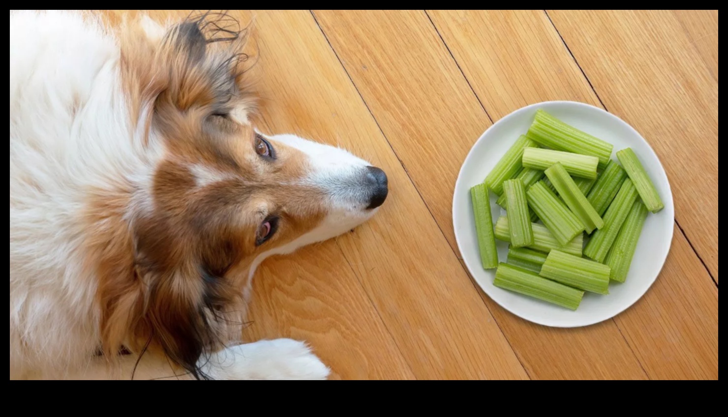 Köpeklerle Yemek: Köpek Sağlığı İçin Beslenme İçgörüleri