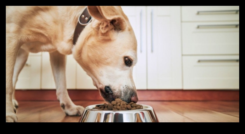 Köpeklerle Yemek: Köpek Sağlığı İçin Beslenme İçgörüleri