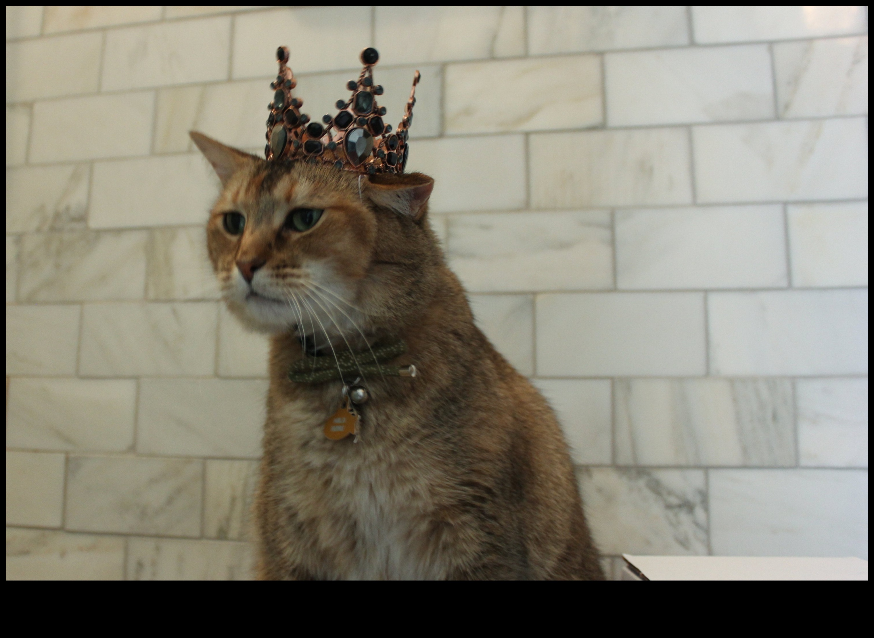 Kedi Taç Mücevherleri Devam Ediyor: Kedinizin Asil Gardırobunu Genişletmek