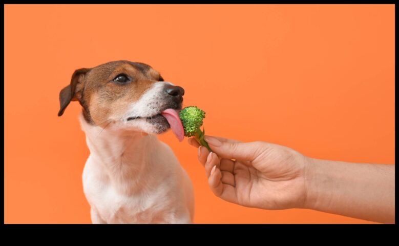 Köpeklerle Yemek Yeme Köpek Sağlığı İçin Beslenme İçgörüleri